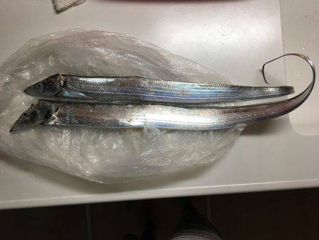 日本海エギングからの